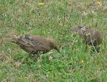 Common starling | Tāringi. Moult from juvenile to adult plumage. Lower Hutt, February 2012. Image © John Flux by John Flux.