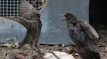 Common starling | Tāringi. Juveniles fighting. Eastbourne, December 2016. Image © Robert Hanbury-Sparrow by Robert Hanbury-Sparrow.