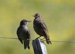 Common starling | Tāringi. Fledglings. Potts Road near Whitford, November 2016. Image © Marie-Louise Myburgh by Marie-Louise Myburgh.