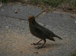 Common starling | Tāringi. Juvenile with flax pollen on its head. Beckenham, Christchurch, December 2015. Image © Oliver Mould by Oliver Mould.