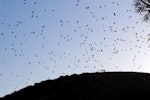 Common starling | Tāringi. Flock flying to roost. Mana Island, March 2009. Image © Peter Reese by Peter Reese.