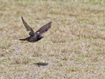 Common starling | Tāringi. Adult in flight. Little Waihi, March 2013. Image © Raewyn Adams by Raewyn Adams.