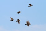 Common starling | Tāringi. Adults and juveniles in flight. Wanganui, February 2013. Image © Ormond Torr by Ormond Torr.