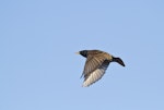 Common starling | Tāringi. In flight. Te Puke, August 2011. Image © Raewyn Adams by Raewyn Adams.