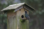 Common starling | Tāringi. Adult male at nest box. Hot Water Beach, Coromandel. Image © Noel Knight by Noel Knight.