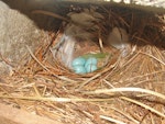 Common starling | Tāringi. Nest with eggs and fresh (anti-parasite?) leaves brought by male. Belmont, Lower Hutt, October 2005. Image © John Flux by John Flux.