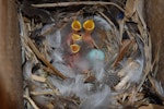 Common starling | Tāringi. Four newly hatched chicks and egg in nest box. Mana Island, November 2008. Image © Peter Reese by Peter Reese.