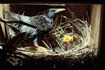 Common starling | Tāringi. Adult male at nest containing chicks. Ramarama, South Auckland. Image © Department of Conservation (image ref: 10031251) by Dick Veitch, Department of Conservation.