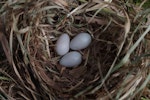 Common starling | Tāringi. Old nest with faded eggs. Mana Island, November 2012. Image © Colin Miskelly by Colin Miskelly.