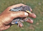 Common starling | Tāringi. 12-day-old chick. Lower Hutt, November 1978. Image © John Flux by John Flux.