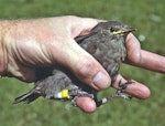 Common starling | Tāringi. 20-day-old chick. Lower Hutt, November 1978. Image © John Flux by John Flux.