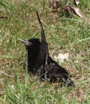 Common starling | Tāringi. Adult sunning, with wing raised. Lower Hutt, January 2016. Image © Robert Hanbury-Sparrow by Robert Hanbury-Sparrow.