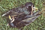 Common starling | Tāringi. Adult males fighting to the death. Lower Hutt, October 1986. Image © John Flux by John Flux.