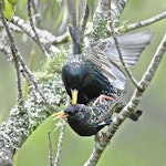 Common starling | Tāringi. Pair mating. South Auckland, October 2014. Image © Marie-Louise Myburgh by Marie-Louise Myburgh.