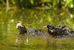 Common starling | Tāringi. Bathing with sparrow. Auckland, January 2010. Image © Eugene Polkan by Eugene Polkan.