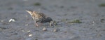 Common starling | Tāringi. Adult foraging on mudflat, with beak agape. Hutt estuary, June 2016. Image © George Curzon-Hobson by George Curzon-Hobson.