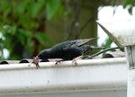 Common starling | Tāringi. Adult carrying worms to the nest. Ohakune, December 2011. Image © Joke Baars by Joke Baars.