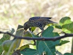 Common starling | Tāringi. Adult feeding on a ripe fig. Waikato, May 2018. Image © Joke Baars by Joke Baars.