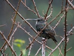 Common starling | Tāringi. Adult with excessively long bill. Dunedin, May 2021. Image © David Steer by David Steer.