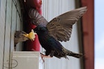 Common starling | Tāringi. Adult feeding fledgling at nest entrance. Johnsonville, Wellington, November 2016. Image © Paul Le Roy by Paul Le Roy.