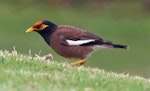 Common myna | Maina. Adult with orange flax pollen on forehead. Whakatane, January 2009. Image © Duncan Watson by Duncan Watson.