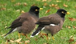 Common myna | Maina. Adults. Wanganui, May 2012. Image © Ormond Torr by Ormond Torr.