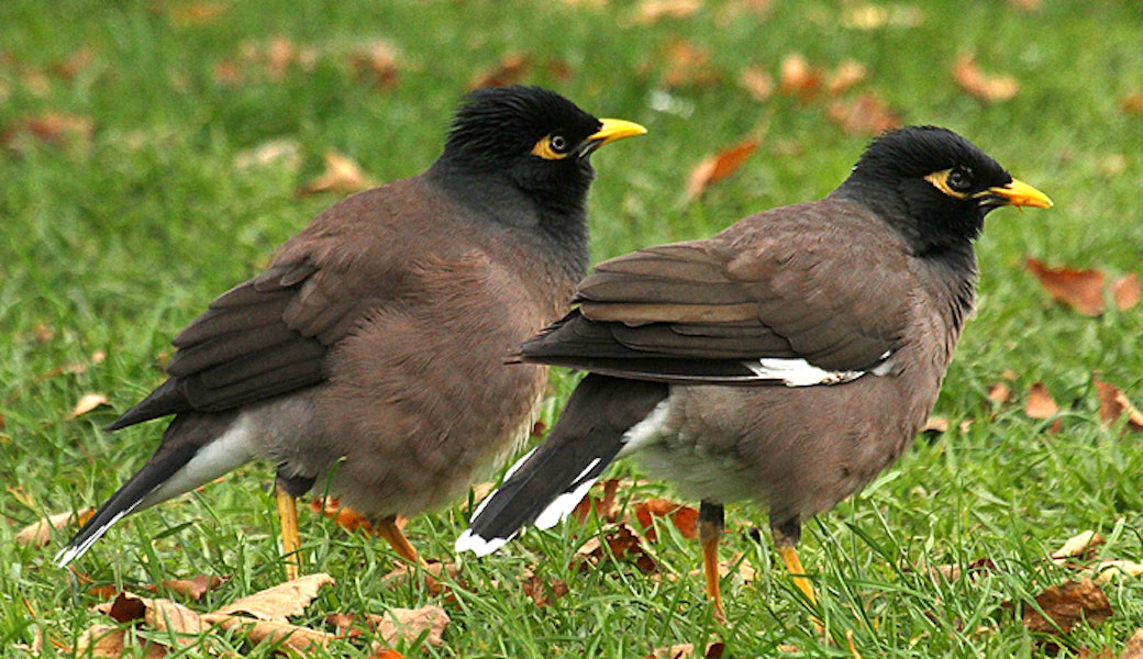 Common myna | Maina. Adults. Wanganui, May 2012. Image © Ormond Torr by Ormond Torr.