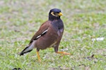 Common myna | Maina. Adult. Mount Maunganui, March 2012. Image © Raewyn Adams by Raewyn Adams.