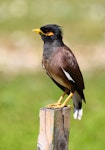 Common myna | Maina. Adult showing undertail. Rarotonga, October 2011. Image © Craig Steed by Craig Steed.