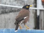 Common myna | Maina. Adult. Rarotonga, July 2010. Image © Alan Tennyson by Alan Tennyson.