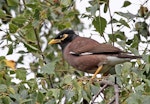 Common myna | Maina. Adult. Havelock North, January 2010. Image © Dick Porter by Dick Porter.