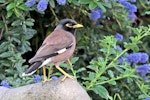 Common myna | Maina. Adult. Havelock North, November 2009. Image © Dick Porter by Dick Porter.