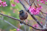 Common myna | Maina. Adult. Myers Park, Auckland City, September 2014. Image © Edin Whitehead by Edin Whitehead.