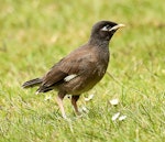 Common myna | Maina. Juvenile. Wanganui, January 2016. Image © Ormond Torr by Ormond Torr.