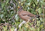 Common myna | Maina. Juvenile. Havelock North, February 2010. Image © Dick Porter by Dick Porter.