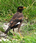 Common myna | Maina. Immature. Wanganui, March 2008. Image © Ormond Torr by Ormond Torr.