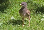 Common myna | Maina. Juvenile. Havelock North, December 2009. Image © Dick Porter by Dick Porter.