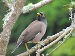 Common myna | Maina. Adult showing dark and light brown contrast in plumage. Warkworth, November 2012. Image © Thomas Musson by Thomas Musson.