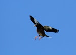 Common myna | Maina. Adult in flight showing underwings. Wanganui, December 2012. Image © Ormond Torr by Ormond Torr.