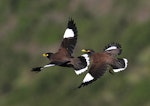 Common myna | Maina. Adults in flight (dorsal view). Wanganui, June 2014. Image © Ormond Torr by Ormond Torr.