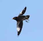 Common myna | Maina. Adult in flight. Wanganui, February 2013. Image © Ormond Torr by Ormond Torr.