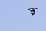 Common myna | Maina. Adult in flight. Te Puke, September 2011. Image © Raewyn Adams by Raewyn Adams.