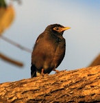 Common myna | Maina. Juvenile. Wanganui, March 2012. Image © Ormond Torr by Ormond Torr.