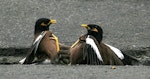 Common myna | Maina. Adults fighting. Wanganui, October 2008. Image © Ormond Torr by Ormond Torr.