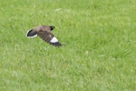 Common myna | Maina. Adult in flight showing upperwing. Mount Maunganui, January 2012. Image © Raewyn Adams by Raewyn Adams.