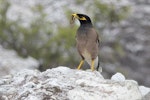 Common myna | Maina. Adult carrying insect prey. Waiotapu, January 2013. Image © Brian Anderson by Brian Anderson.