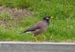 Common myna | Maina. Adult walking. Waiheke Island, October 2012. Image © Alan Tennyson by Alan Tennyson.