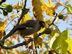 Common myna | Maina. Adult feeding on a ripe fig. Waikato, May 2018. Image © Joke Baars by Joke Baars.