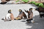 Common myna | Maina. Two pairs fighting. Mission Heights, Auckland, February 2016. Image © Marie-Louise Myburgh by Marie-Louise Myburgh.