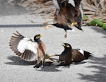 Common myna | Maina. Two pairs fighting. Mission Heights, Auckland, February 2016. Image © Marie-Louise Myburgh by Marie-Louise Myburgh.